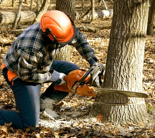 Tree Removal in Weott, CA